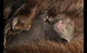 ディズニーネイチャー/クマの親子の物語