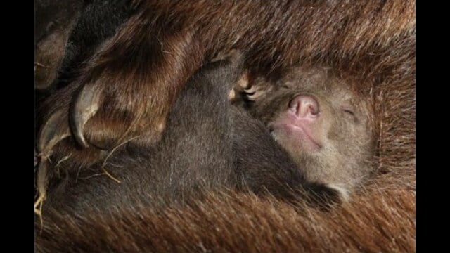 ディズニーネイチャー/クマの親子の物語