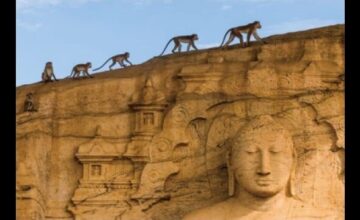 ディズニーネイチャー/サルの王国とその掟