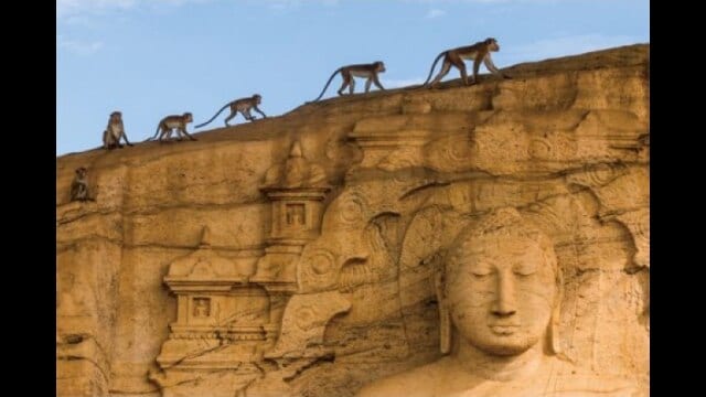 ディズニーネイチャー/サルの王国とその掟