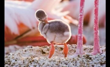 ディズニーネイチャー/フラミンゴに隠された地球の秘密