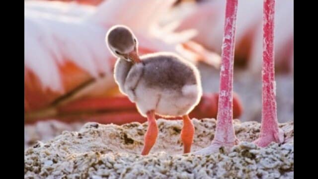 ディズニーネイチャー/フラミンゴに隠された地球の秘密 ディズニーネイチャー/フラミンゴに隠された地球の秘密