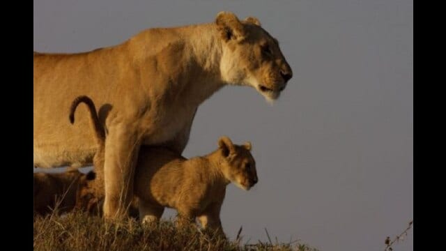 ディズニーネイチャー/サバンナを生きる百獣の王 ディズニーネイチャー/サバンナを生きる百獣の王