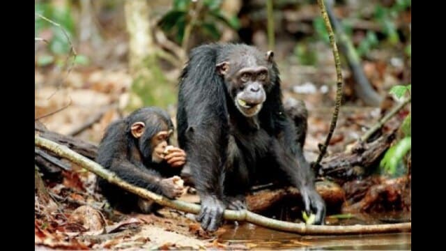 ディズニーネイチャー/チンパンジー 愛すべき大家族