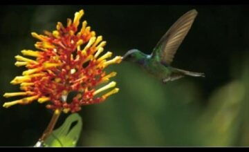 ディズニーネイチャー/花粉がつなぐ地球のいのち