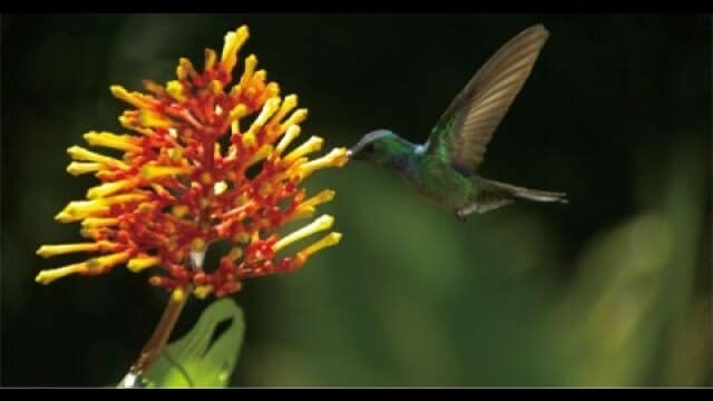 ディズニーネイチャー/花粉がつなぐ地球のいのち