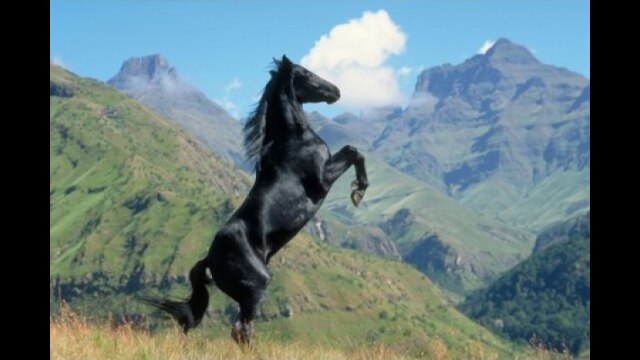 ヤング・ブラック・スタリオン