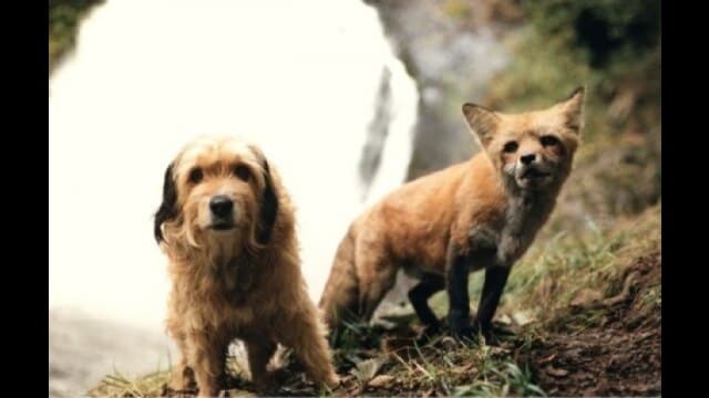 がんばれ!がんばれ!ベンジー