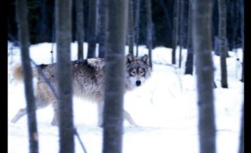 ネバー・クライ・ウルフ