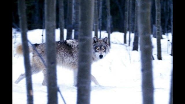 ネバー・クライ・ウルフ