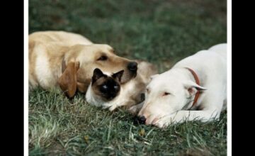 三匹荒野を行く