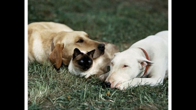 三匹荒野を行く