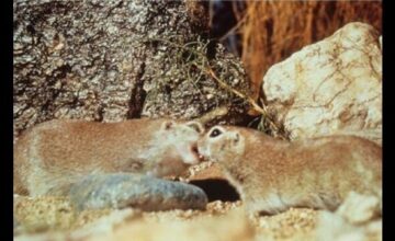 砂漠は生きている