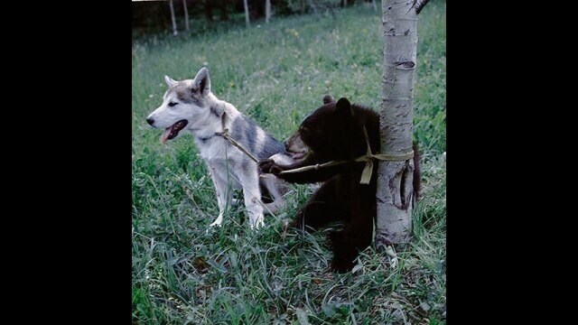 ワイルド・ドッグ