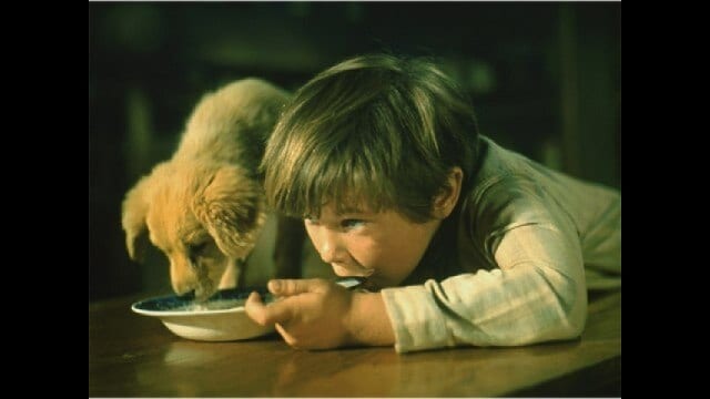 黄色い老犬 黄色い老犬