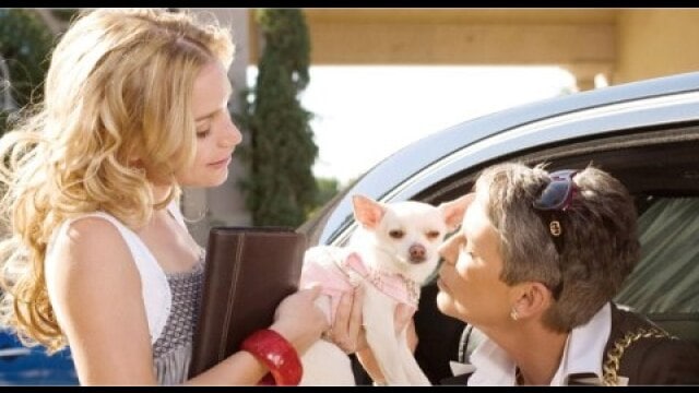 ビバリーヒルズ・チワワ