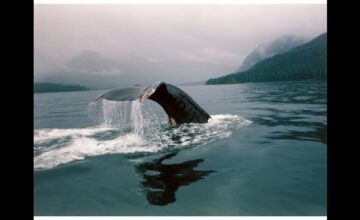 セイクレッド・プラネット/生きている地球