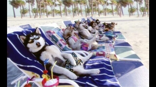 スノー・ドッグ スノー・ドッグ