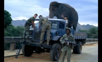 ダンボドロップ大作戦