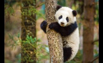 ディズニーネイチャー/ボーン・イン・チャイナ － パンダ・ユキヒョウ・キンシコウ －