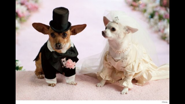 ビバリーヒルズ・チワワ2