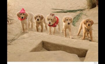 トレジャー・バディーズ/小さな5匹の大冒険