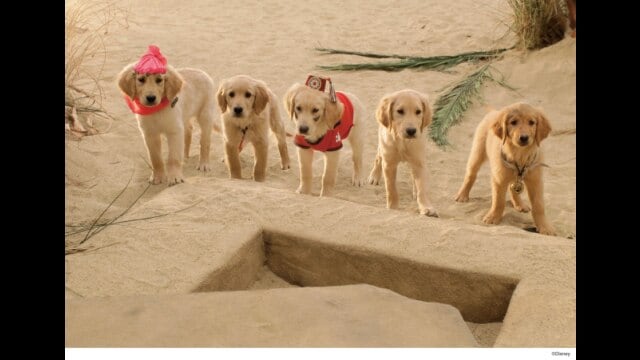 トレジャー・バディーズ/小さな5匹の大冒険