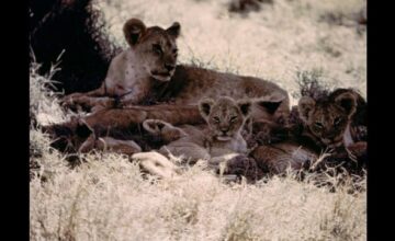 百獣の王～ライオン