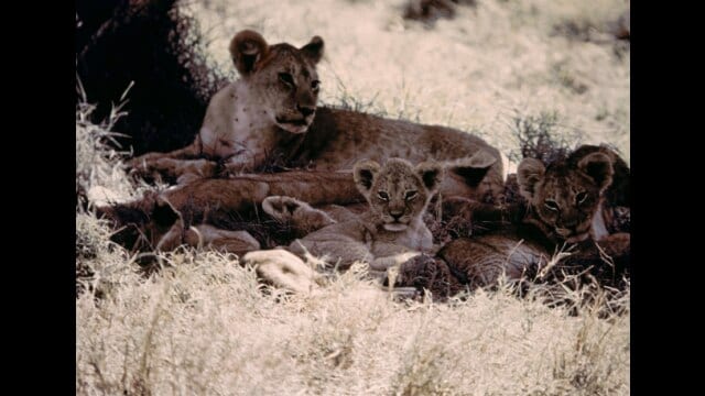 百獣の王~ライオン 百獣の王~ライオン