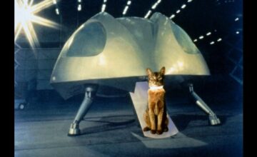 スペースキャット