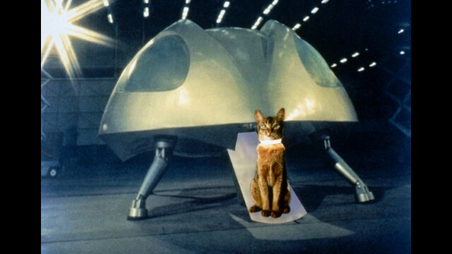 スペースキャット