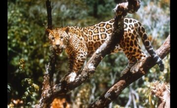 ジャングル・キャット