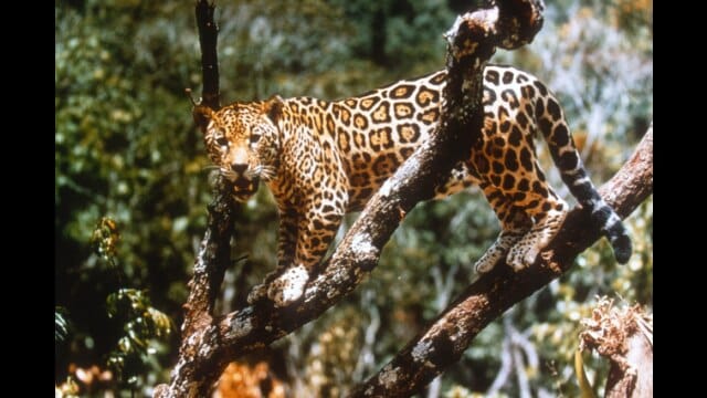 ジャングル・キャット