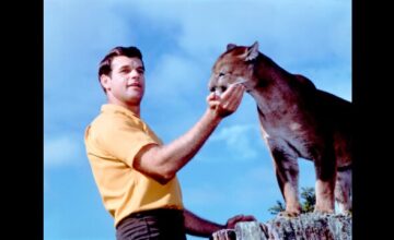 クーガー荒野に帰る クーガー荒野に帰る