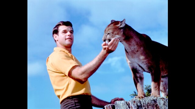 クーガー荒野に帰る