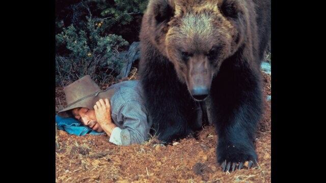 灰色グマの一生